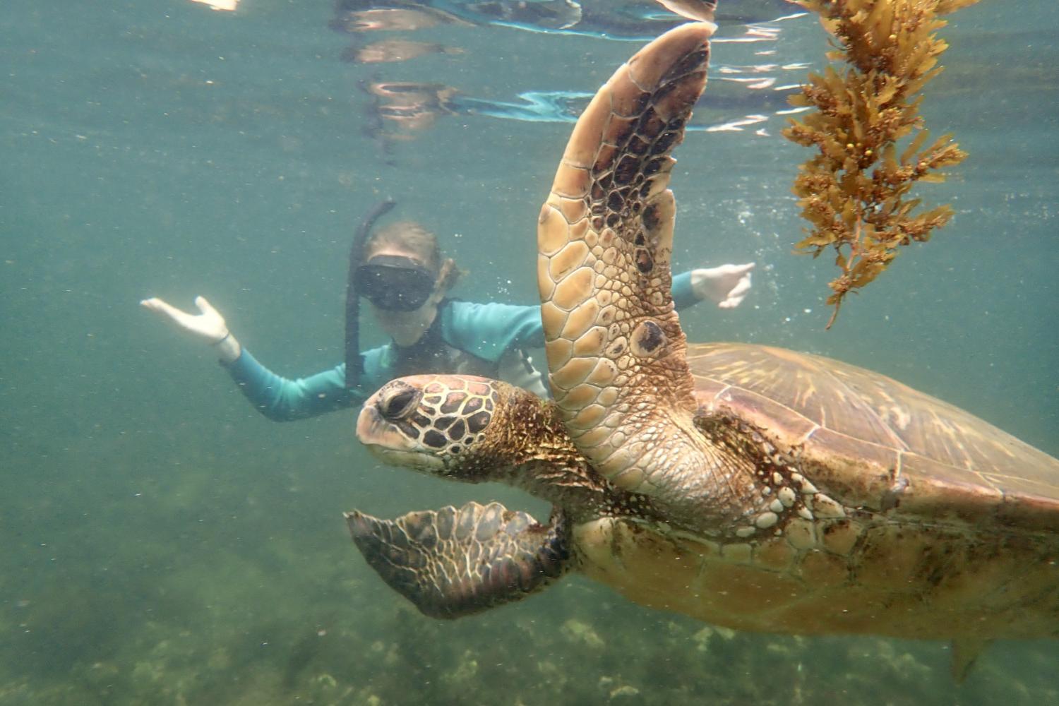 一名<a href='http://68m43.101jenny.com'>bv伟德ios下载</a>学生在Galápagos群岛游学途中与一只巨龟游泳.